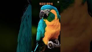 #청금강앵무새#parrot#naturephotograp…