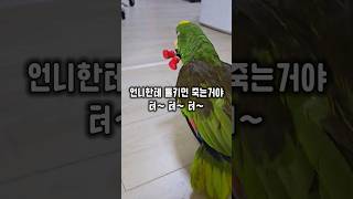 서열1위 언니의 장난감을 갖고 튀어버리는 앵무새와 놀래…