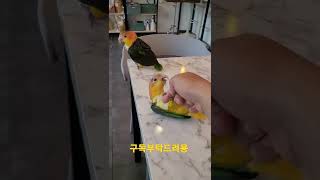 카이큐앵무새 뒤집기 #shorts