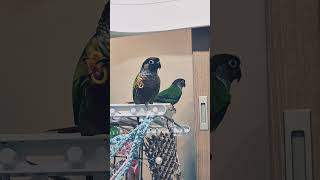 초롱♡연두#파워냉방  #시원하지~~#코뉴어 #parrot #birds #반려조