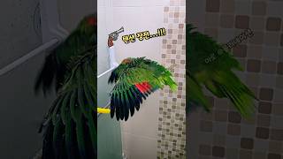 샤워하다가 흥폭발  ㅋㅋㅋ #아마존앵무새 #amazonparrot