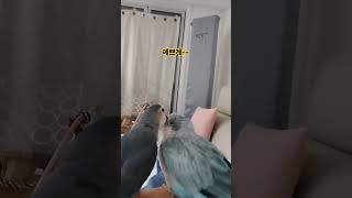 #앵무새  #모란앵무 #블루오파린퀘이커  울형제들 넘예…