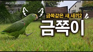 금쪽같은 새 새끼2 / 앵무새도 금쪽이가 있다 / 아빠 왜 자꾸 질척대??  / 사람과 대화 가능앵무새 / ANGRY BIRD