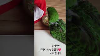 우리집앵무새첫만남 #앵무새 #쟈딘 #추억의앵린이시절 #…