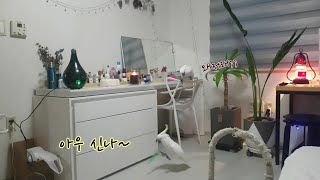 성격이 정반대인 앵무새(코카투)들의 평화로운 오후