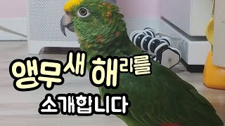 앵무새 해리를 소개합니다. ^^