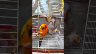 새우깡(썬코뉴어,퀘이커)