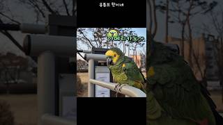 [수리] 산책가서 아메리카노 찾는 앵무새 / #말하는앵…