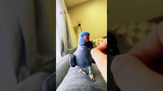 주인의 애정행각을 그대로 배운 앵무새