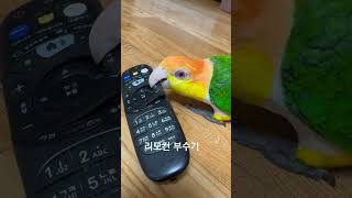 #카이큐앵무새 #팡이 #귀여운앵무새 #birds
