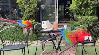 내 자리 침범한 구염둥이 앵무새