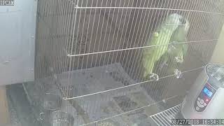뉴기니아 와 마카우 아마존 앵무 발정 행동 20180827 천둥 amazon parrot mating