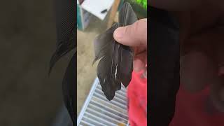 흑풍이 윙컷하는 날 #회색앵무#윙컷