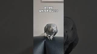 앵무새랑 서로 날씨 체크중ㅋㅋㅋ / 회색앵무 랄라 / …