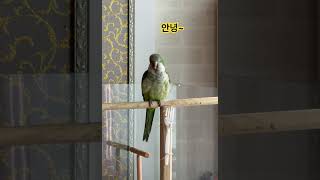 두리인사 3종세뚜 #앵무새 #퀘이커 #parrot #말하는앵무새