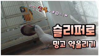 [#앵집사] 에붸붸붸~ 덤빌테면 덤벼봐