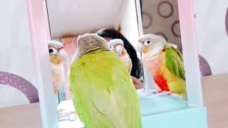 거울보는 코뉴어 앵무새 수리