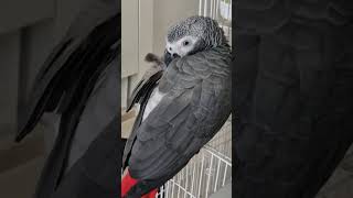 낮잠자는 회색앵무  #parrot #앵무새 #greyparrots #회색앵무 #sleepingparrot