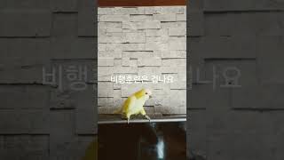 비행훈련은 겁나요 #반려동물 #반려조 #앵무새 #birds #parrot #코뉴어앵무새 #루티노퀘이커