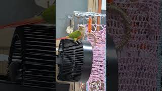 초롱♡연두#나리 #개나리#코뉴어 #parrot #birds #반려조