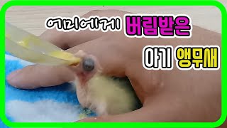 왕관앵무 Episode.16  #1 버려진 아기 앵무새…