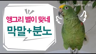 갑자기 말문 터진 별이 / 별이 맞네 앵그리별이 / 앵…