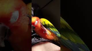 썬코뉴어 발색이 참 좋아유