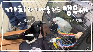퀘이커앵무 꾸꾸 l 앵무새 vs 까치 기싸움