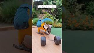 This family rescued a blue mac…