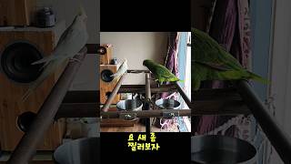 아리 vs 로이 톰과  제리 같아요 #parrot #b…