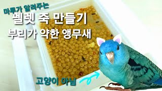 ASMR 펠렛 죽 만들기-부리 약한 앵무새를 위한 펠렛 죽