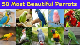 50 Most Popular And Beautiful …