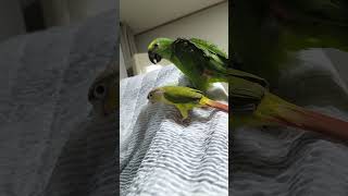 귀농귀촌 아마존앵무새 말하고 놀아주기