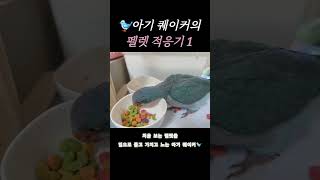 아기 퀘이커 앵무새의 펠렛 적응하기 첫번째 #퀘이커#퀘…