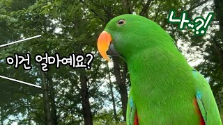 [지구/일상] 앵무새랑 산책하다 사람을 만나면 무조건 …