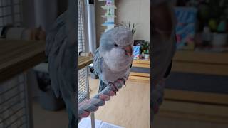 [퀘이커 앵무] 대답은 무조건 | 알았지 #parrot…