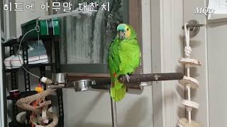 히트에  폭풍 아줌마 수다 아무말 대잔치 입니다( Amazon Parrot )