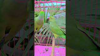 #comedy #viralvideos #shortvideos# #trending #youtube #shortvideos #viralvideos #trending