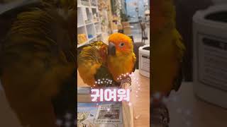 #썬코뉴어 앵무새 귀여움