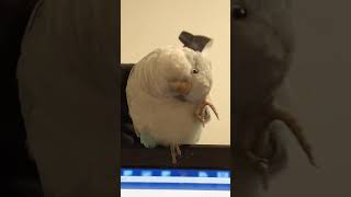 자기머리 쥐어뜯 아니 긁는 앵무새