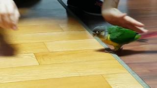 우리집 코뉴어 훈련