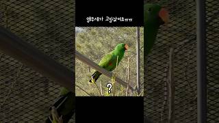 [지구] 앵무새가 고장났어요ㅠㅠ / 갑자기 이상한 앵무새 / 신난 앵무새 / Exciting eclectus parrot
