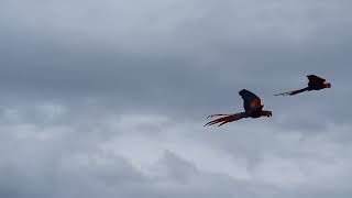 2020년 8월 10일 양평마카우카페에서 비행