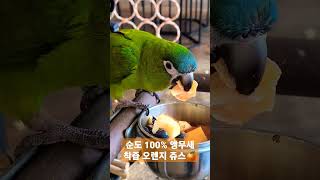 신선한 오렌지 쥬스를 쫩쫩 짜먹는 앵무새 #한스마카우