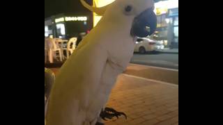 신난 다롱이의 외계어수다/유황앵무/코카투/그레이트코카투