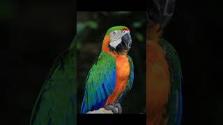 Top 5 Pet Birds That Will Blow…