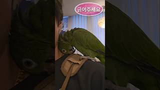 팍팍 긁어주세요~아마존앵무새