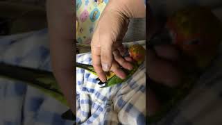 앵무새 썬코뉴어 집에서 놀기