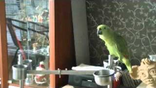 amazon Parrot&quot; Korea Chil…