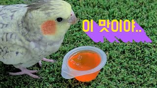 라온이에게 젤리를 주면 생기는 일 [진구마TV]